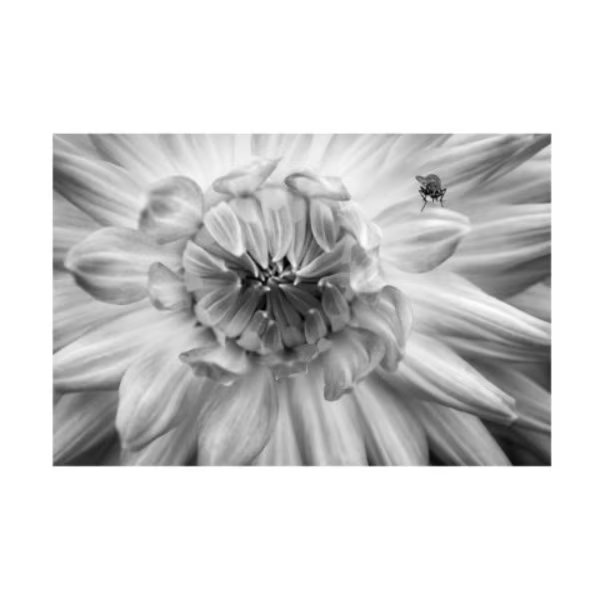Anita Vincze 'Monochrome Flower 78' Canvas Art, 16x24, Trademark Fine Art, Mfr#: ALI47576-C1624GG